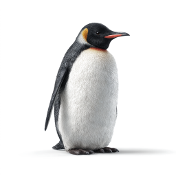 Emperor Penguin